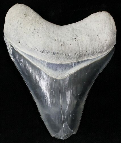 Mottled Gray & Black  Bone Valley Megalodon Tooth #22150